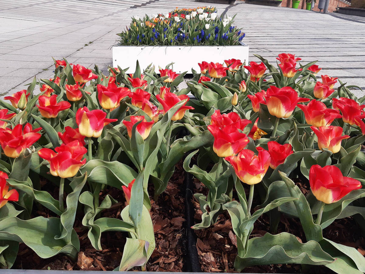 donice tulipany Plac Jana-Pawła II