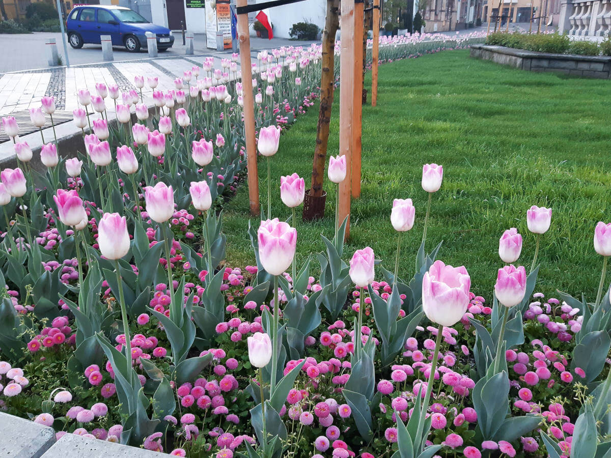 tulipany na skwerze św. Jana