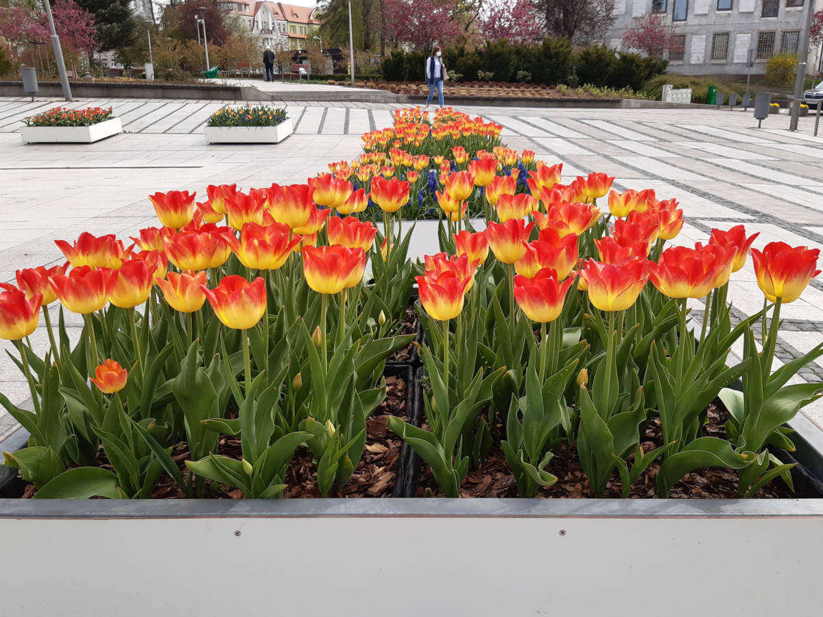donice z tulipananim Plac Jana Pawła II